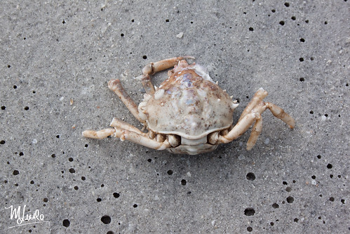 crab 3