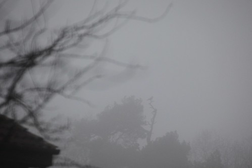 Bird In Fog