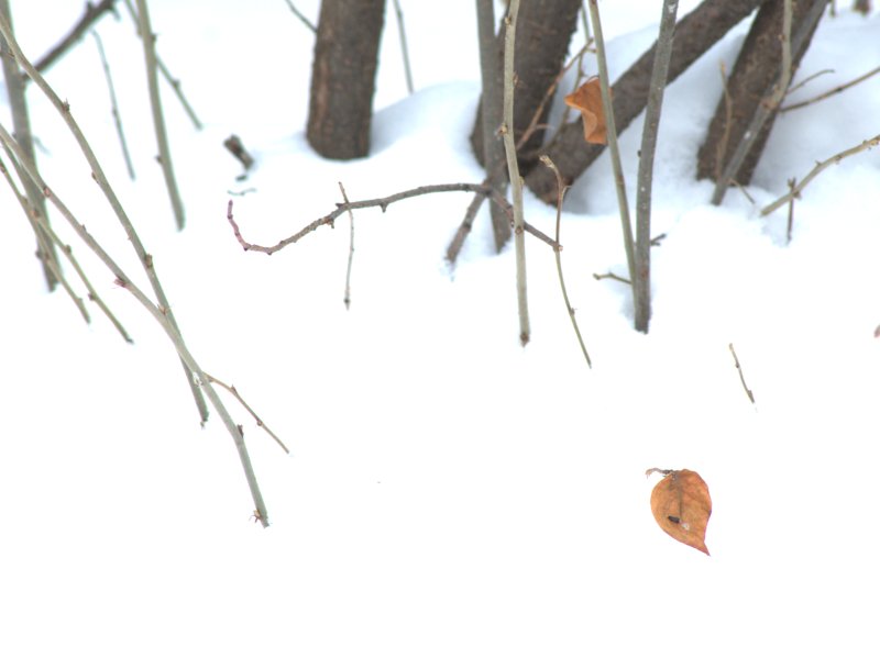 brush-snow leaf.png