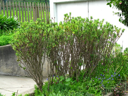 You could almost use Crassula tetragona as a medium-high, succulent hedge.