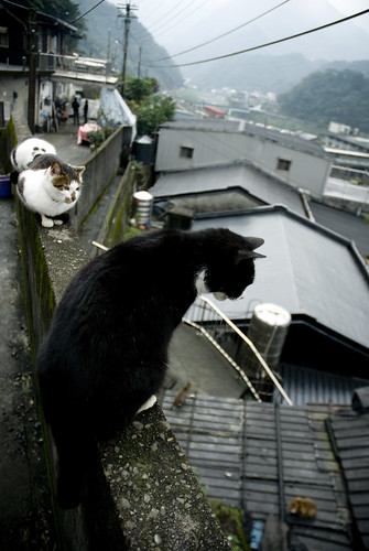 Street Cats in Taiwan