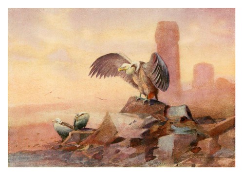 009-Buitre leonado-Egyptian birds for the most part seen in the Nile Valley (1909)- Charles Whymper
