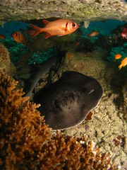 A Marble Ray and a White Tip Reef Shark sharing some shelter under the coral