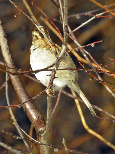 white throated sparrow 2