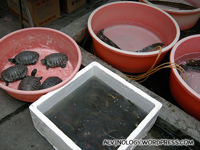 Fancy some tortoises for lunch?