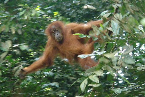 印尼雨林中的紅毛猩猩。陳治安攝影
