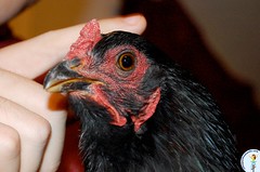 my brother's pet chicken