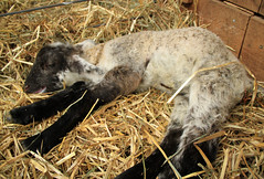 Dying lamb