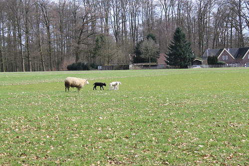 Spring Lammies