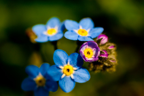 フリー画像|花/フラワー|忘れな草/ワスレナグサ|ブルー/花|フリー素材|