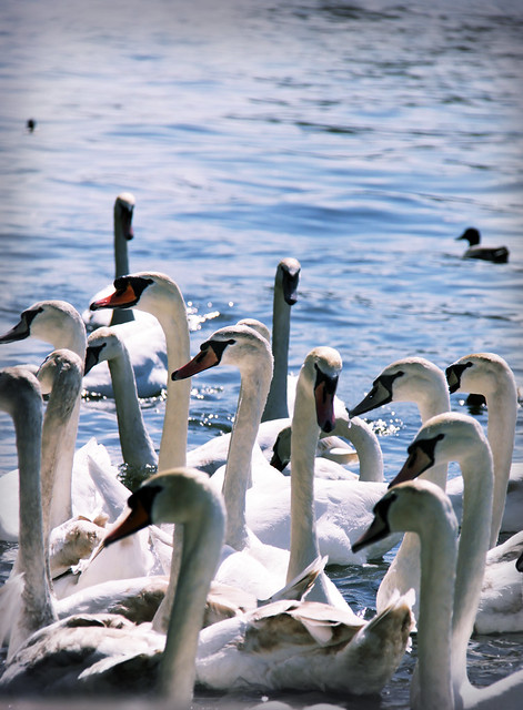 Swans @ River Thames, Kingston