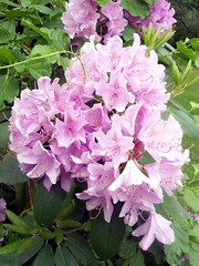 Rhododendron_6110