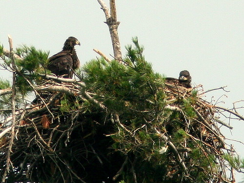 Two Eaglets 20100604