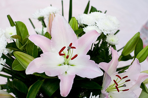 Lillies and Chrissies