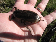 Giant waterbug
