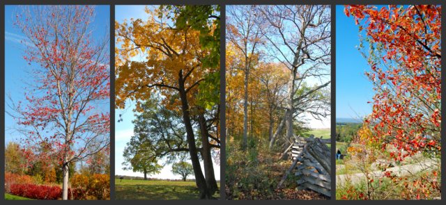 Fall Trees collage