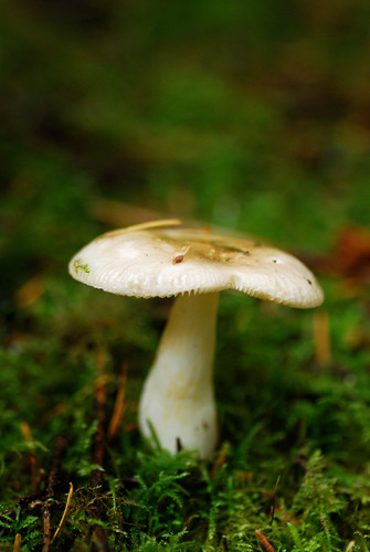mushroom2-0252