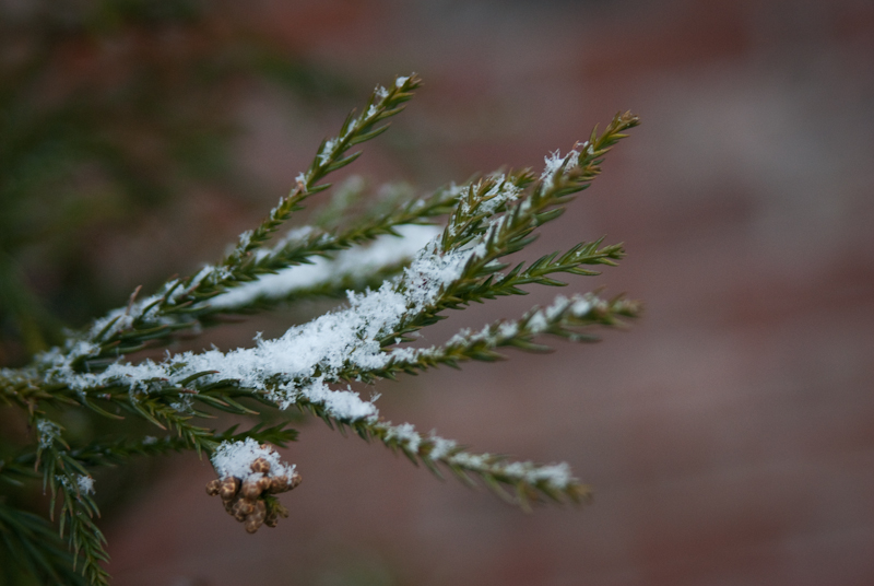 Day 90: Snowy Pine
