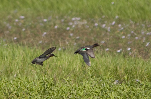 Green Winged Teals (Anas crecca) by you.