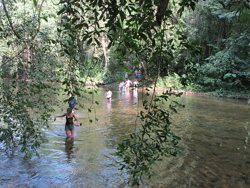 Wading a River in the Belizean Jungle