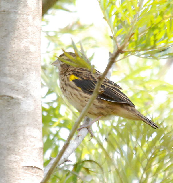 Yellow-mantled widowbird (non-breeding male) (Euplectes macrourus)
