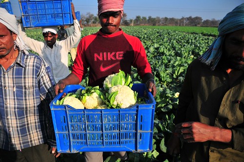 Workers in Punjab pick and pack cauliflower.