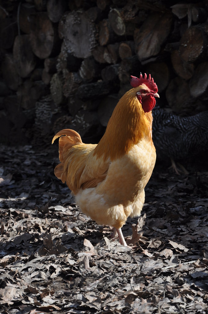 Buff Orpington Rooster_1