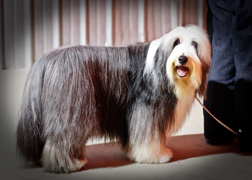 Bearded Collie Ȯ: 2010 Best of the Best 100 Dogs (4)
