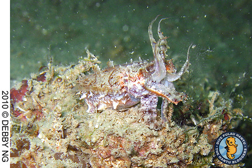 cuttlefish 7