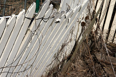 garden fence 032