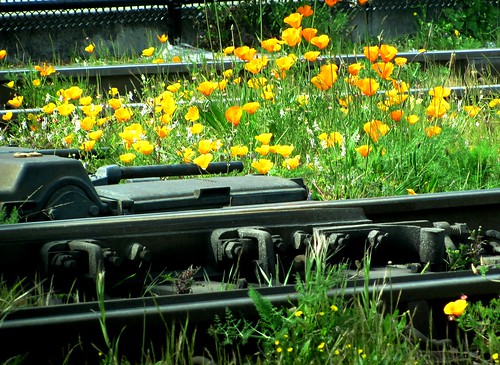 rails and poppies 1