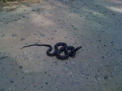  Black Rat Snake