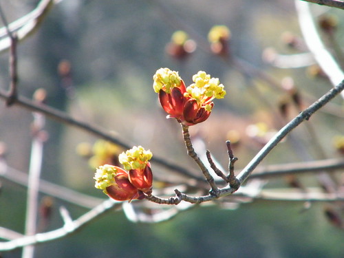 flowering buds