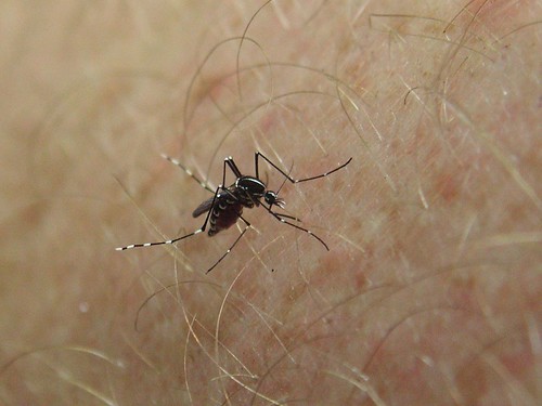Aedes aegypti  Stegomyia aegypti ?