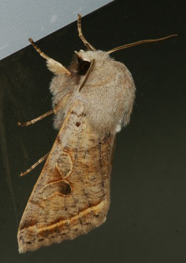 カバキリガ Orthosia evanida