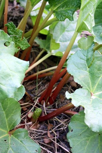 Rhubarb plants