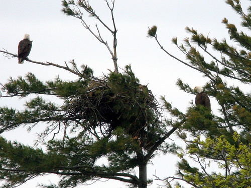 Both eagles at nest 20100501