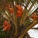 Cocos nucifera (Coconut)