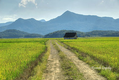 Rice fields in Massaranduba, SC, Brasil