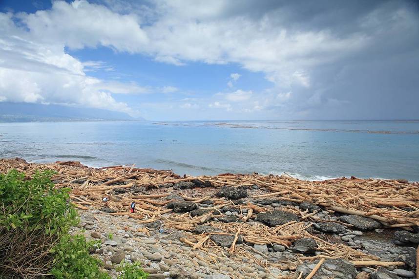 八八風災後，東部海岸線佈滿漂流木的景況。