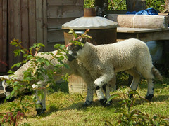 visiting sheep