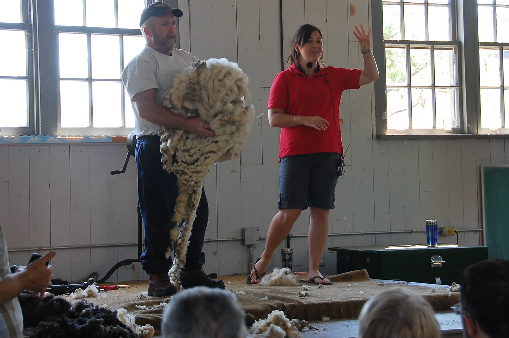 sheep shearing-42