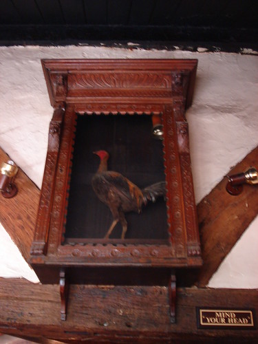Old FIghting Cock