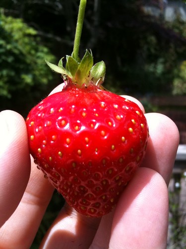 First strawberry picked!