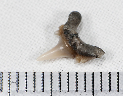 bull shark tooth. Lamnoid shark tooth aurora nc_2604 middot; Bull