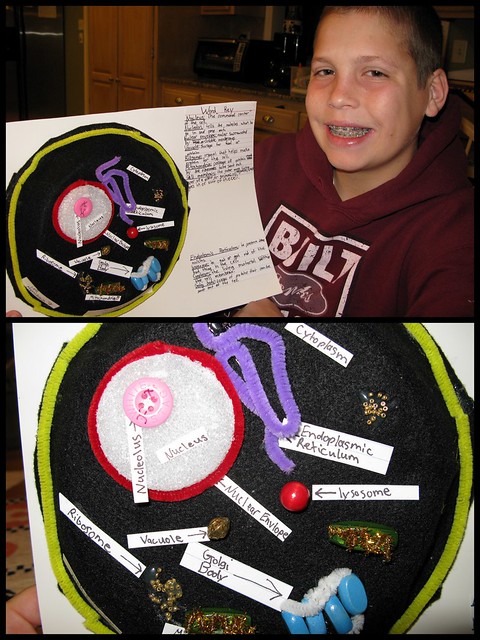 3D Animal Cell Project. My 7th grade son stayed up extra late last night to 