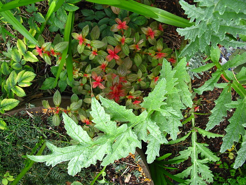 Centradenia grandiflora