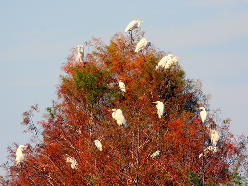 Egrets On Cypress 20100118