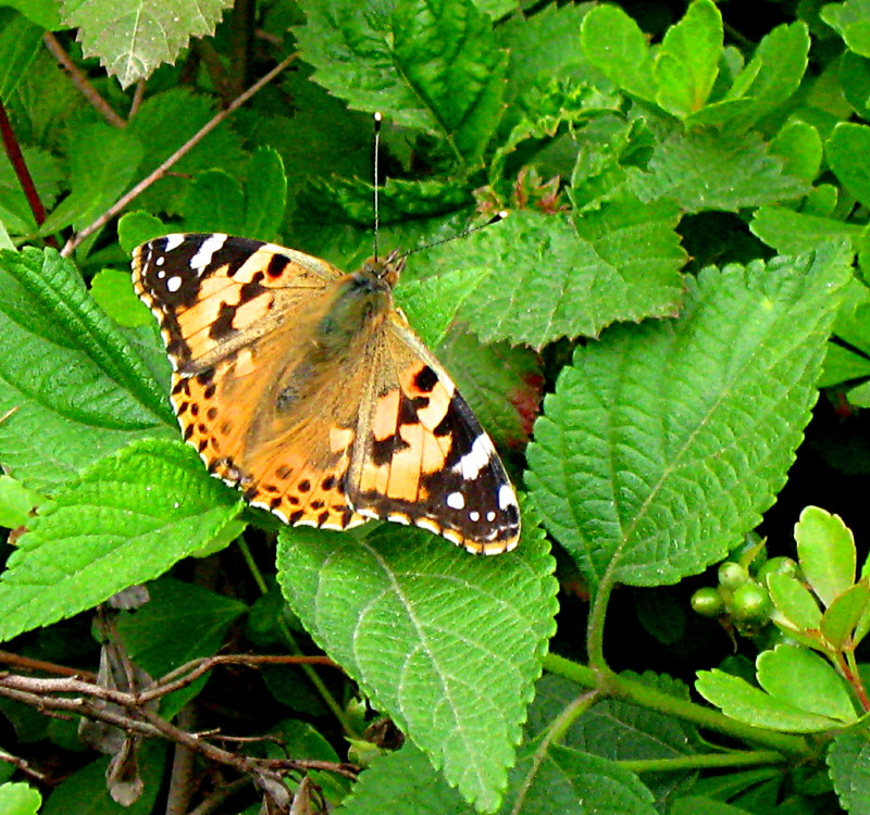 30-1-2010-butterfly