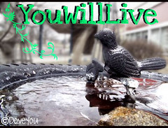 YouWillLive